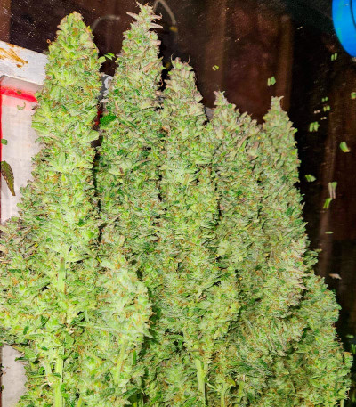 Семена сорта Guava Auto fem (FastBuds)