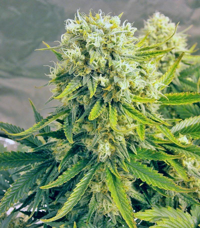 Семена сорта Killer Kush Auto fem (Sweet Seeds)