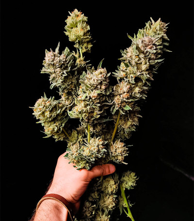 Семена сорта Lemon Orange fem (Green House Seeds)