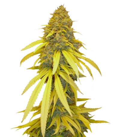 Семена сорта Vanilla Kush fem (Barney's Farm)