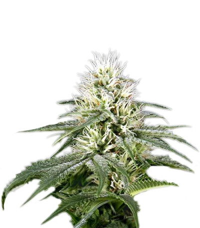 Семена сорта White Rhino fem (Green House Seeds)