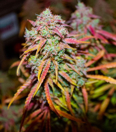 Семена сорта Auto Mimosa Punch fem (Advanced Seeds)