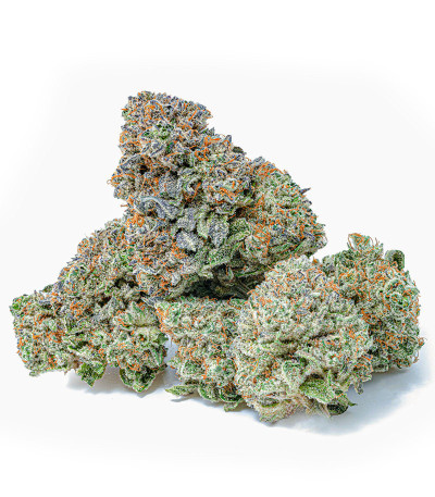 Семена сорта Gary Payton fem (Barney's Farm)