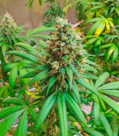 Семена сорта Gorilla Glue #4 fem (Original Sensible Seeds)