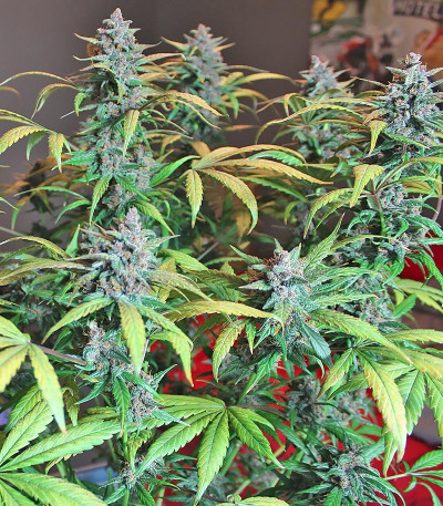 Семена сорта LSD-25 Auto fem