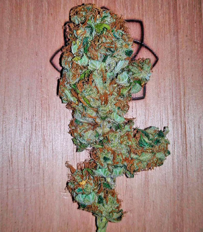 Семена сорта Moby Dick fem (Dinafem Seeds)