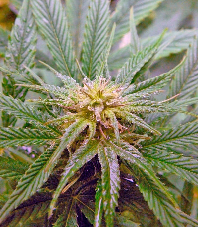 Семена сорта Himalaya Gold fem (Green House Seeds)