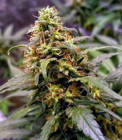 Семена сорта Gorilla Glue # 4 fem (Cali Buds Seeds)