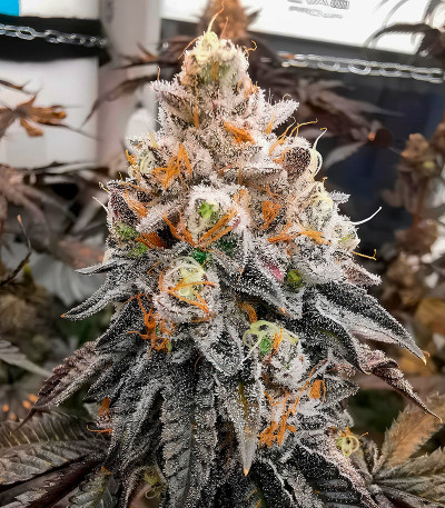 Семена сорта Polar Gelato fem (Silent Seeds)