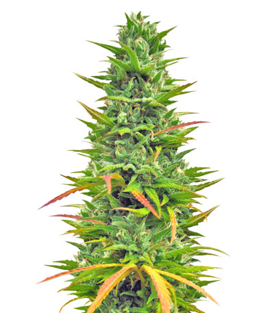 Семена сорта Choco Bud fem (Vision Seeds)