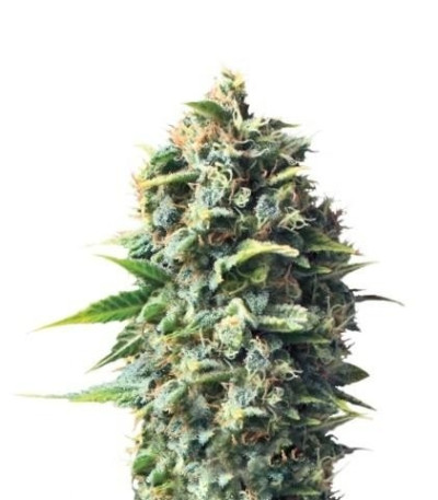 Семена сорта Pineapple Kush fem (Royal Queen Seeds)