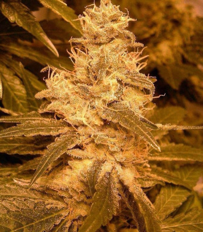 Семена сорта Auto Kush fem (Female Seeds)
