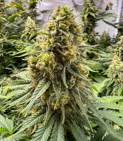 Семена сорта Dozy Cookies fem (AlphaFem Seeds)