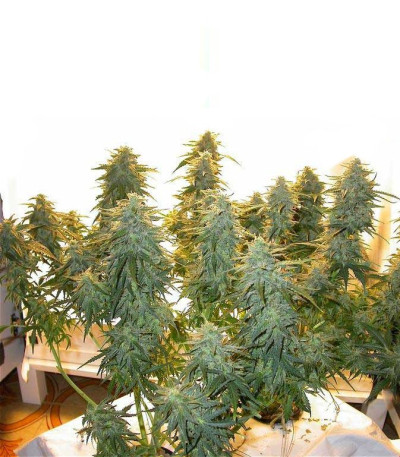 Семена сорта Lowryder #2 auto fem (Семяныч)