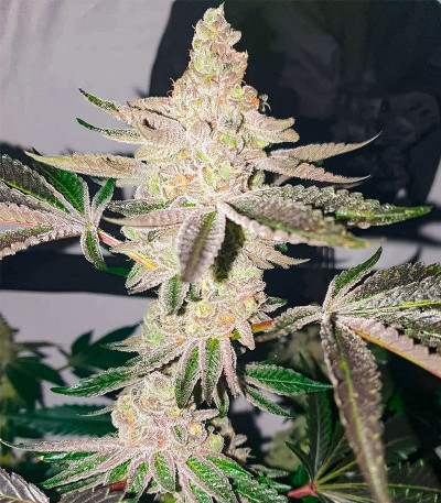 Семена сорта Apple Fritter Fast Version fem (7CH American)