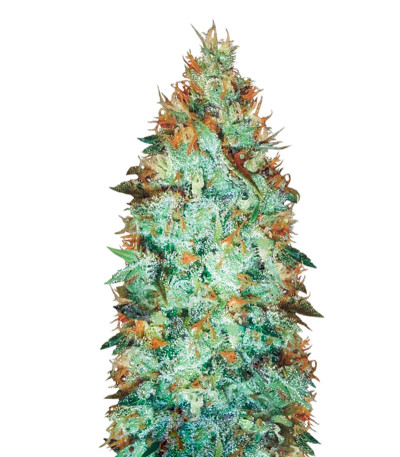 Семена сорта Original Limonade Skunk fem (Victory Seeds)