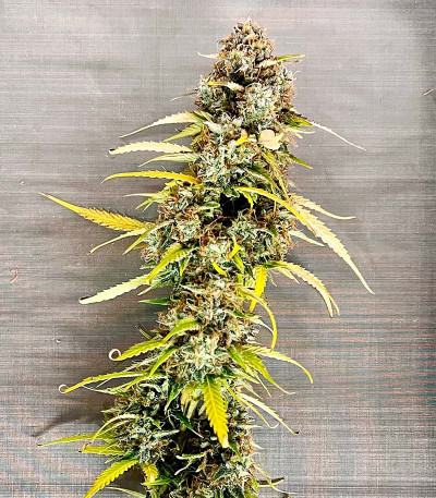 Семена сорта Auto Bruce Banner XXL fem (Advanced Seeds)