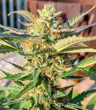 Семена сорта Auto Green Wild Shark fem (Victory Seeds)