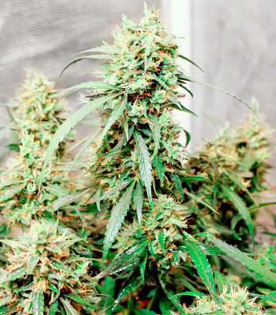 Семена сорта CBD Green Crack Auto fem (Семяныч)