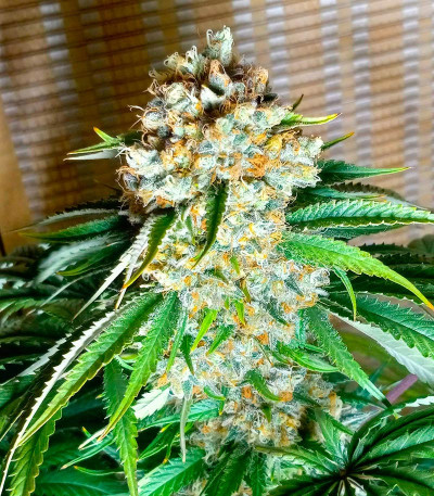 Семена сорта Gushers fem (7CH Seeds & Advanced Seeds)