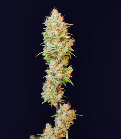 Семена сорта Pound Cake Auto fem (FastBuds)