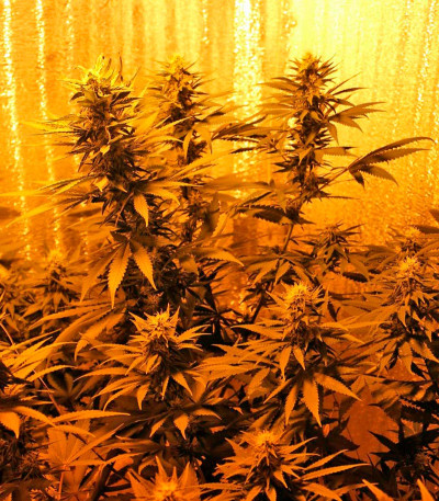 Семена сорта Royale Haze fem (Dinafem Seeds)