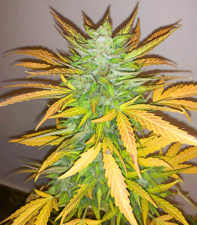 Семена сорта Vision Jack Auto Fem (Vision Seeds)
