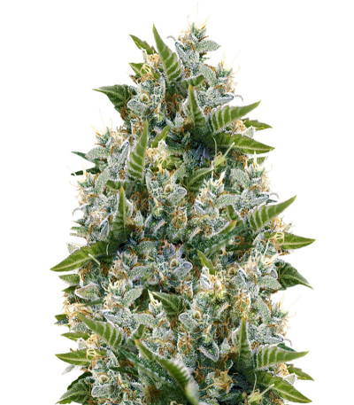 Семена сорта Iceberg fem (Anesia Seeds)