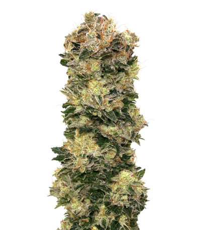 Семена сорта Auto Sweet Soma fem (00 Seeds)