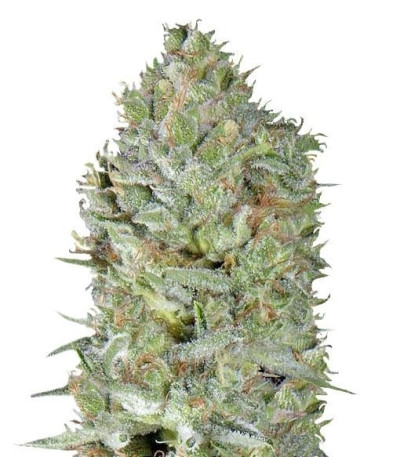 Семена сорта Critical Plus fem (Trikoma Seeds)