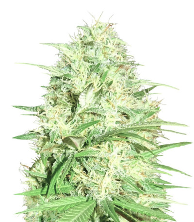 Семена сорта Honey Rock fem (Sumo Seeds)