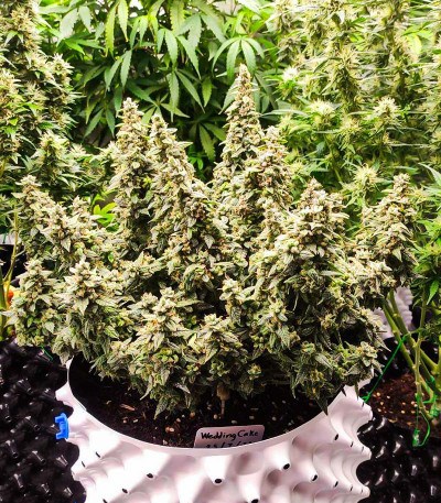 Семена сорта Wedding Cake Autoflower fem (Easy Grow Seeds)