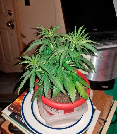 Семена сорта Afrodite Max Auto fem