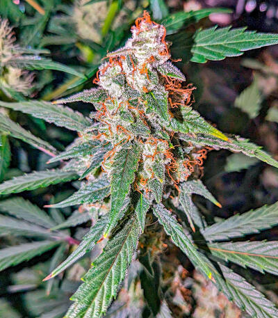 Семена сорта Keepers OG Autoflower fem (Seedkeepers)