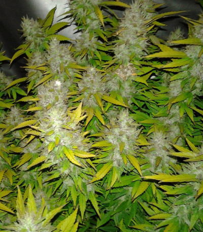 Семена сорта Royal Creamatic Auto fem (Royal Queen Seeds)