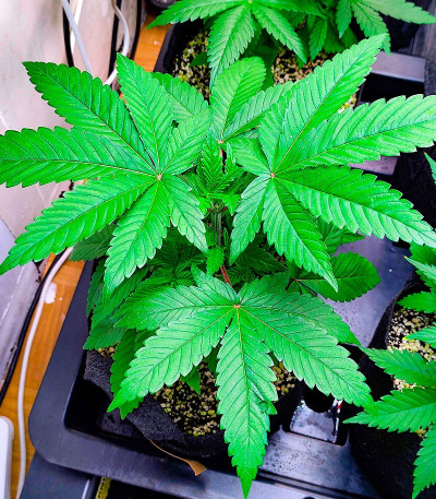 Семена конопли сорта White Widow