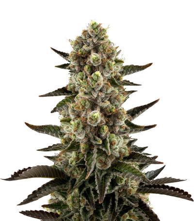 Семена сорта White Widow fem (Dinafem Seeds)