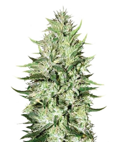 Семена сорта Auto Mazar Extra fem