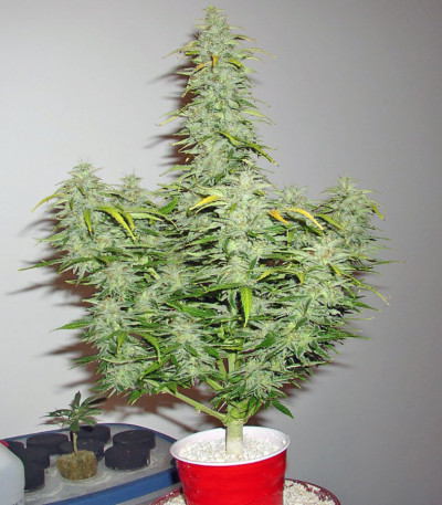 Семена сорта Speed Devil #2 Auto fem (Sweet Seeds)