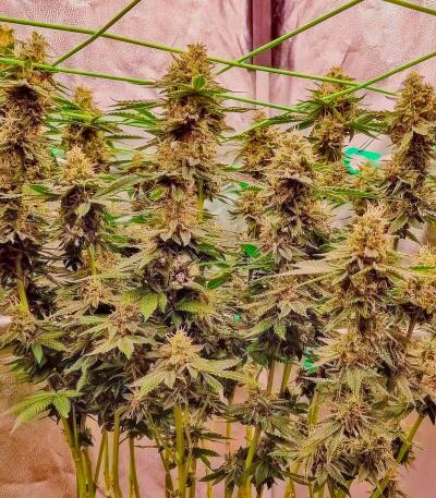 Семена сорта Insane OG