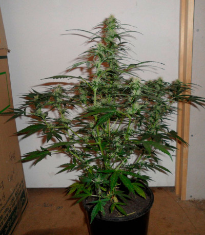 Семена сорта Super Skunk Auto Fem (Vision Seeds)