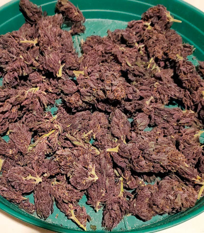 Семена сорта Tropicanna Poison F1 Fast Version (Sweet Seeds)