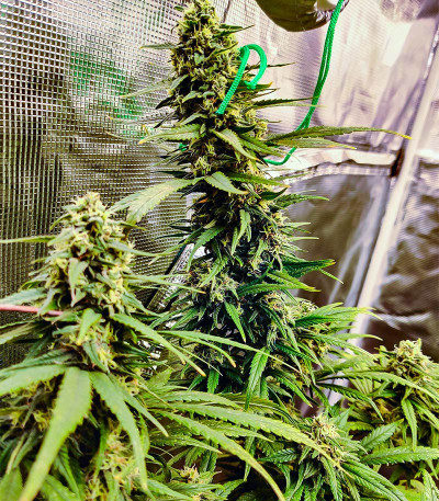 Семена сорта Monster Girl Scout Cookies fem (Monster Genetics)