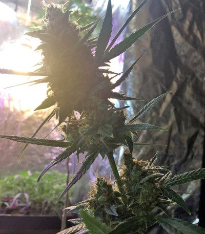 Семена марихуаны Amnesia XXL Autoflowering