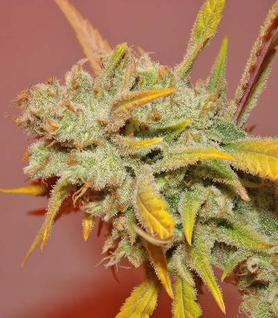 Семена сорта LSD fem (Семяныч)