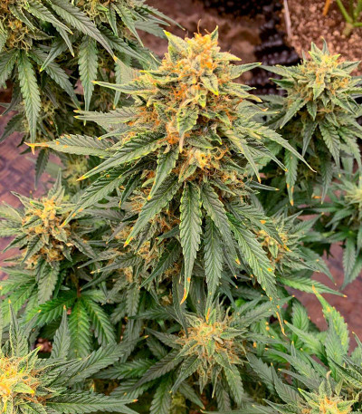 Семена сорта Mint Jelly Auto fem от Humboldt Seed Company