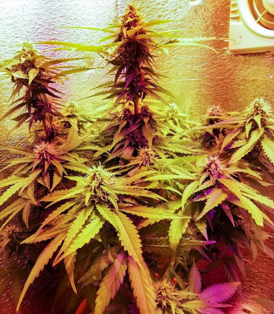 Семена сорта Lowryder #2 auto fem (Семяныч)