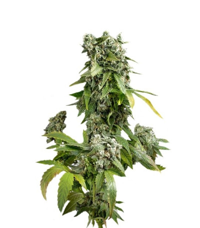 Семена сорта Blue Cheese Autoflowering fem (Dinafem Seeds)