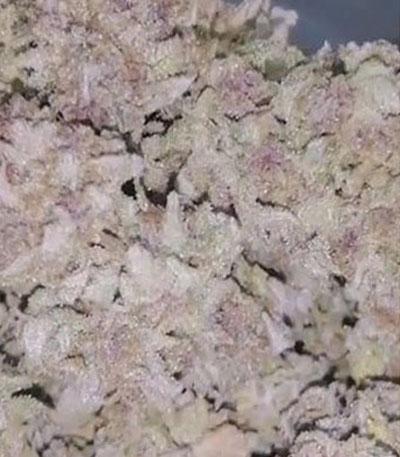 Семена сорта Royal Gorilla (Royal Queen Seeds)