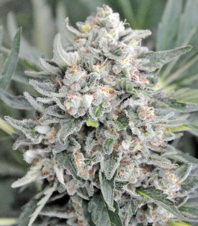 Семена сорта Pineapple Skunk fem (Humboldt Seeds)